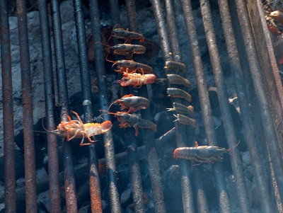 My boys caught crawdads out of the river all weekend