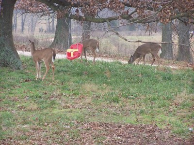 deer3.jpg