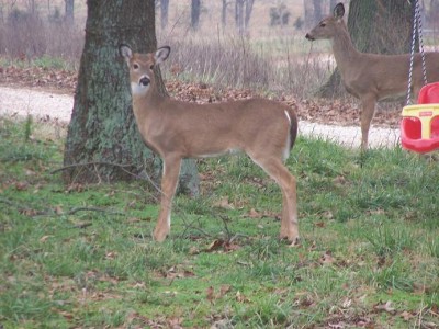 deer2.jpg