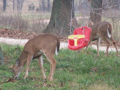 deer1.jpg