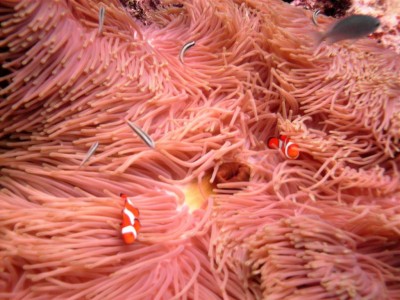 We found Nemo (Great Barrier Reef)