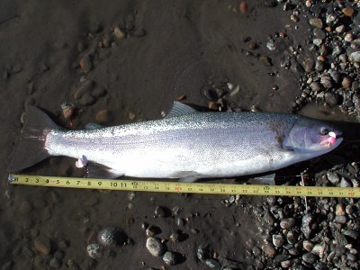 steelhead-2-20-05.jpg