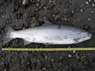 steelhead2-26-05.jpg