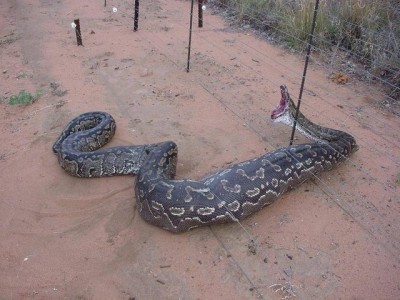 Big Snake2.jpg (87.07 KiB) Viewed 1109 times Big Snake2.jpg