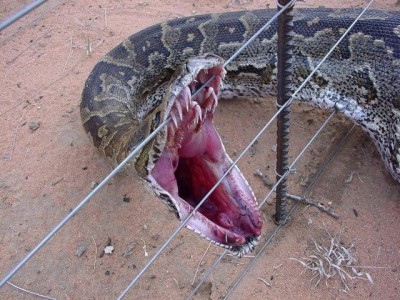 Big Snake.jpg (112.58 KiB) Viewed 1098 times Just gives me the freekin creeps!!!!