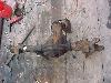 now this is the important part remember were i said to 
<br />measure things ,now get those mesurements out and set 
<br />it back up like it was before you choped ot down ,then 
<br />weld it ( if you trust your welds go for it)  i had a friend 
<br />weld mine back up he h